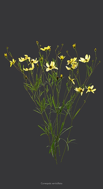 https://www.bertrandcarriere.com:443/files/gimgs/th-112_Fleur 4.jpg